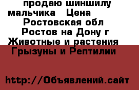  продаю шиншилу мальчика › Цена ­ 2 000 - Ростовская обл., Ростов-на-Дону г. Животные и растения » Грызуны и Рептилии   